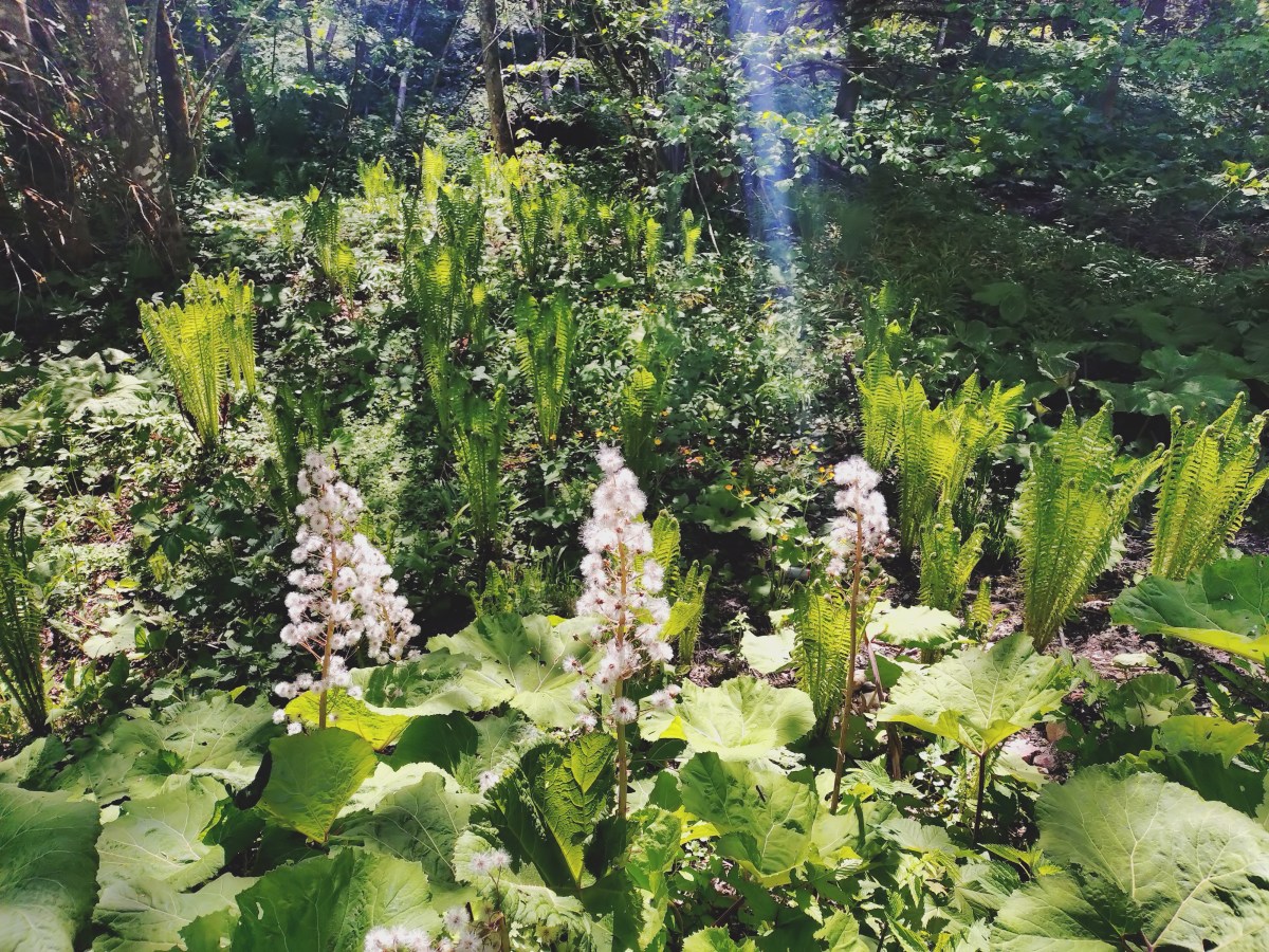 Kräuterwanderung zu Gunsten unseres&nbsp;Projektes